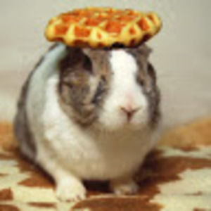 Meet your Posher, Nora